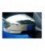 CALOTTE CROMATE FORD FOCUS/MONDEO